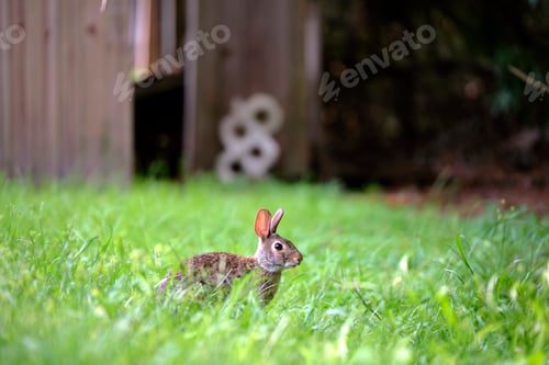 Preview: Grey small hare eating grass on summer field. Wild rabbit in nature