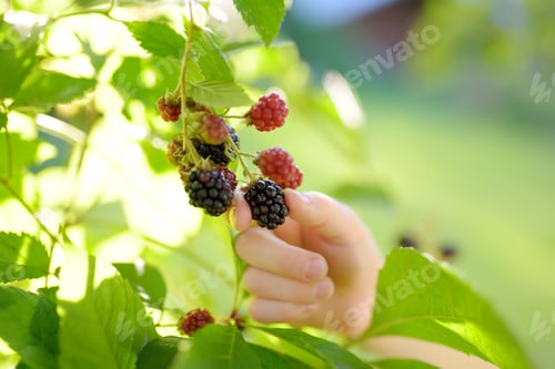 Preview: A child picking up blackberries in the garden on a sunny summer day.