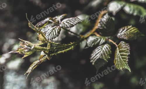 Preview: Closeup shot of rose branch with green leaves and thorns on a blurred background