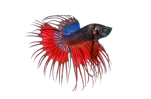 Preview: Crowntail betta fish swimming on white background