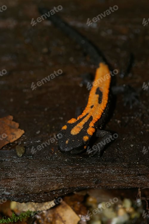 Preview: Vertical closeup on an orange colored juvenile Laos newt, Paramesotriton or Laotriton laoensis