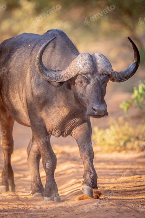 Preview: African buffalo walking towards the camera.
