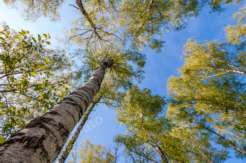 Preview: Tops of trees with green leaves in forest and blue sky in spring or summer
