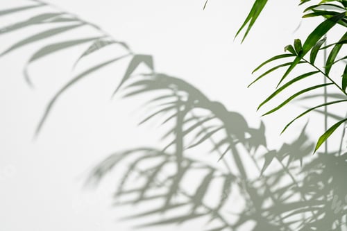 Preview: Palm leaves and shadows against white wall for background