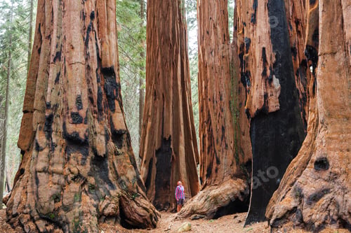 Preview: Sequoia