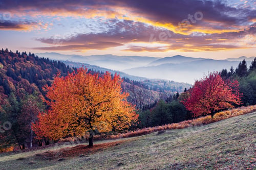 Preview: Red cherry trees at autumn meadow