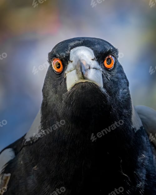 Preview: Portrait of an Australian Magpie looking angry