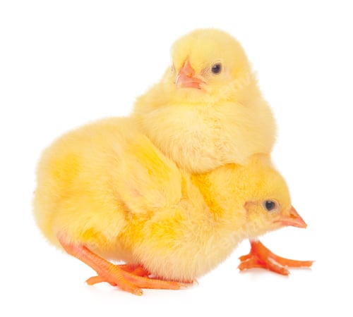 Preview: chicks in front of white background