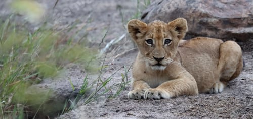 Preview: Scenic view of an adorable lion cub found in the wilderness