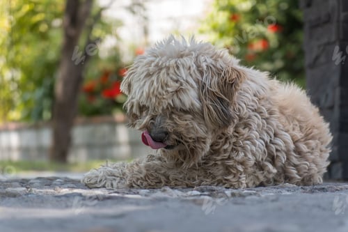 Preview: Adorable Fluffy Dog Resting Outdoors in a Sunlit Garden