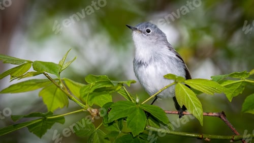 Preview: Blue Gray Gnatcatcher