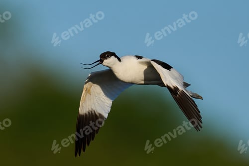 Preview: Pied avocet (Recurvirostra avosetta)