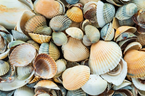Preview: Mixed colorful sea shells as background. Sea Shell Texture