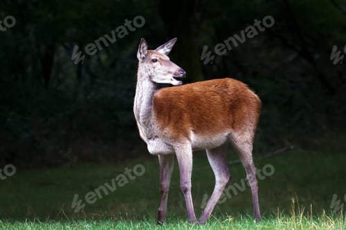 Vorschau: Hirsch Cub in der Natur