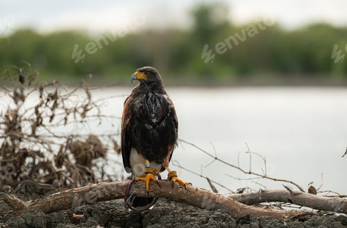 Preview: A Harris hawk resting on a log in the forest