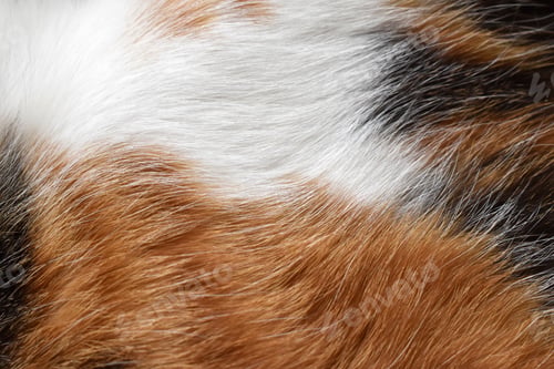 Preview: Calico cat or Tortoiseshell cat fur texture background.