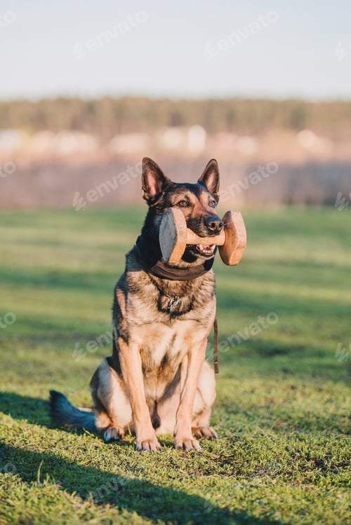 Preview: Working malinois dog. Belgian shepherd dog. Police, guard dog