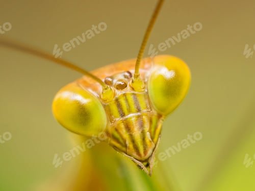 Preview: Mantis Macro Portrait in the Jungle