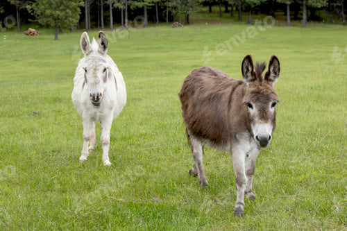 Preview: Two cute miniature donkeys.