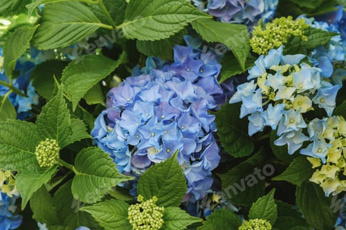 Preview: Hydrangea macrophylla blue and yellow blossoms for garden landscaping and summer floral concept