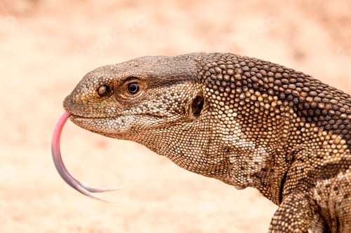 Preview: Rock monitor lizard's head, Varanus albigularis, tongue out, sand background