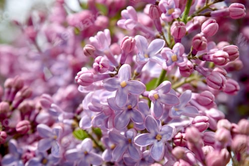 Vorschau: Lilafarbene Blumen in Violetttönen