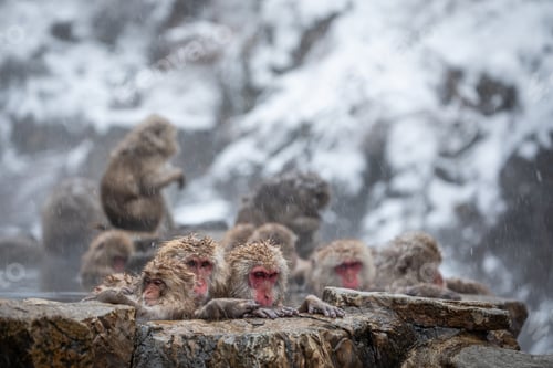 Preview: Snow monkey