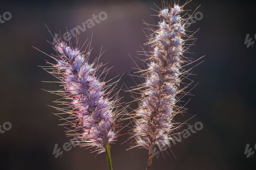Preview: Wild flower in meadow, grass flower Nature background.