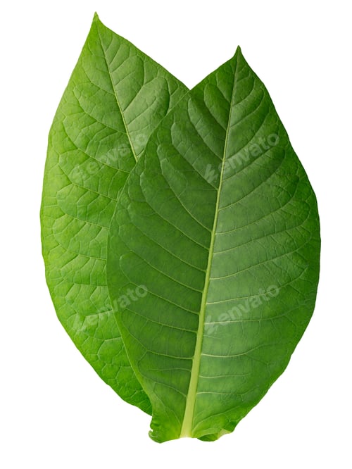 Preview: Virginia tobacco leaves (Nicotiana tabacum foliage), fresh, isolated