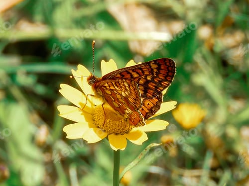 Preview: Selective focus of a Marsh fritillary standing on a yellow flower in a field under the sunlight