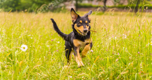 Preview: Portrait of a black and brown dog sitting in spring in a flower meadow. Border Collie, Pitbull