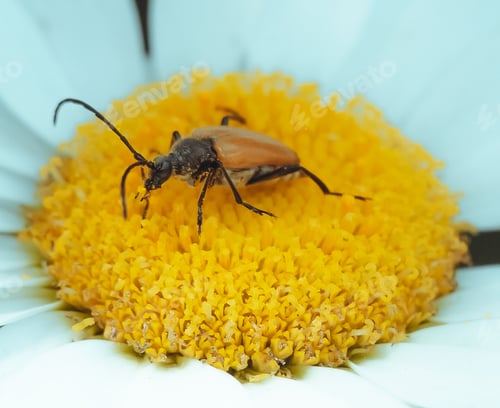 Preview: an insect sitting on top of a white flower with orange and black petals