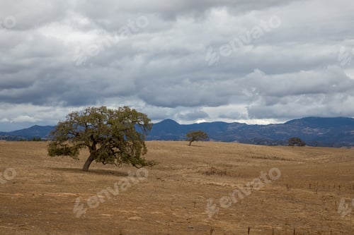 Preview: Beautiful view of california black oaks on golden rolling hills