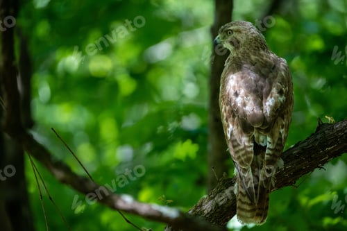 Preview: Beautiful closeup of a bird perched on the side of a tree branch, surrounded by lush green foliage
