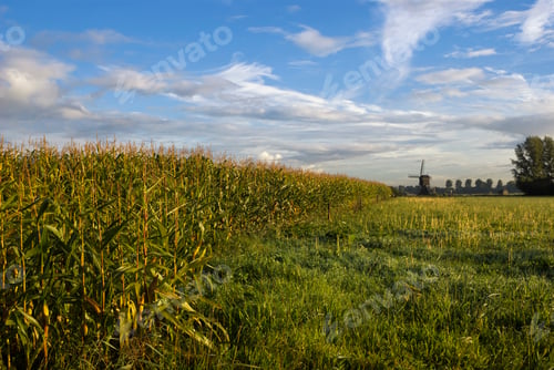 Preview: Cornfield near Uppel on a crispy clear morning