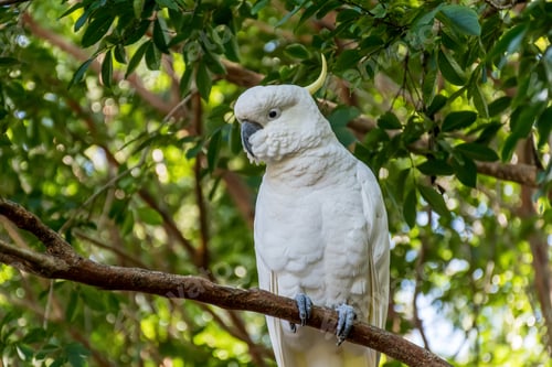 Preview: White Sulphur-crested cockatoo sitting on a tree close up. Australian wildlife nature