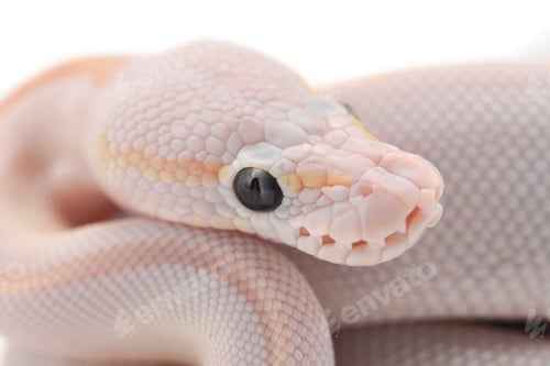 Preview: Snake Ball python isolated on white background