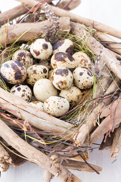 Preview: Quail eggs of birds nest. Easter composition.