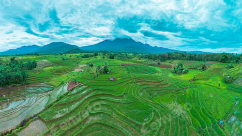 Preview: beautiful morning view indonesia panorama landscape paddy fields