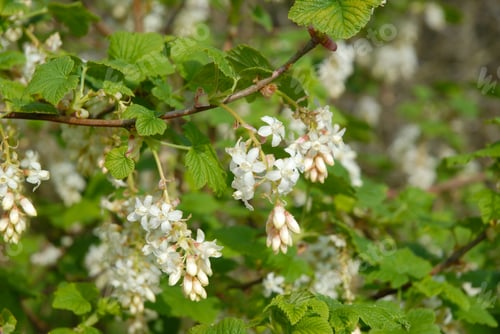 Preview: Ribes sanguineum, White icicle, also known as Flowering Currant