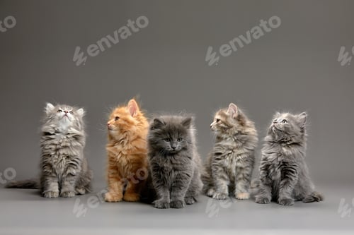 Preview: A group of fluffy cute multi-colored kittens on a gray background, a group of gray, red and spotted