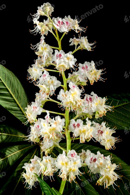 Preview: Blooming chestnut tree flowers on a black background