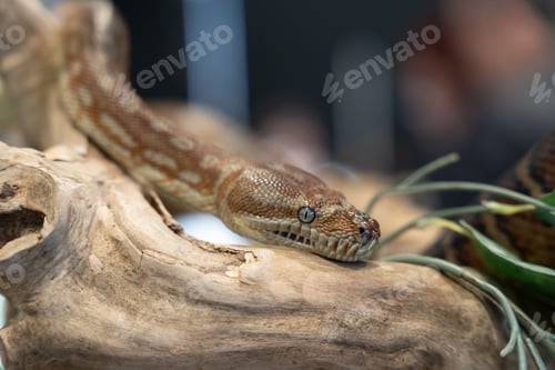 Preview: Children’s python snake close up scales pattern eyes reptile wildlife detail
