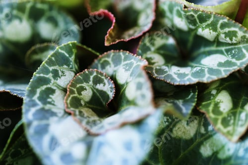 Preview: Leaf texture background