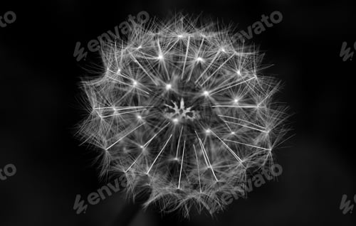 Preview: Greyscale closeup shot of a dandelion with a black background