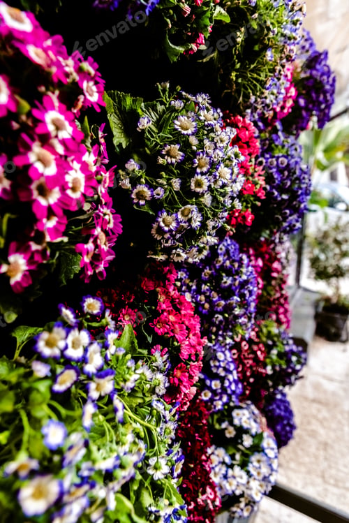 Preview: Daisies of many colors hanging on the facade of a house.