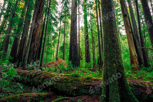 Preview: Green Of The Forests, Redwoods National & State Parks, California