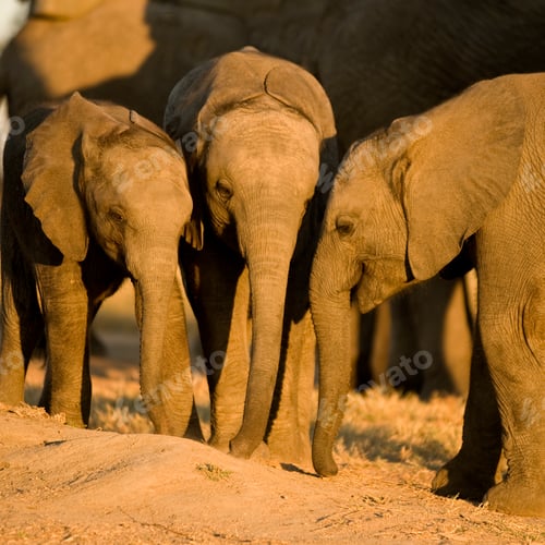 Preview: elephant calf