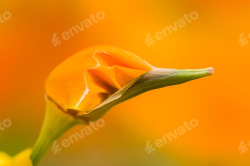 Preview: California golden poppies