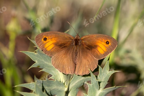 Preview: A beautiful butterfly, Scientific name; Maniola jurtina